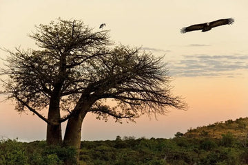 Baobab-Baum in einer afrikanischen Landschaft