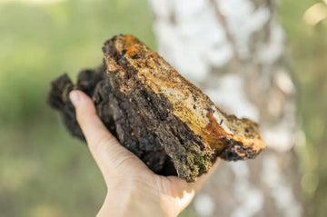 Wildsammlerin hält Chaga an einem Birkenstamm