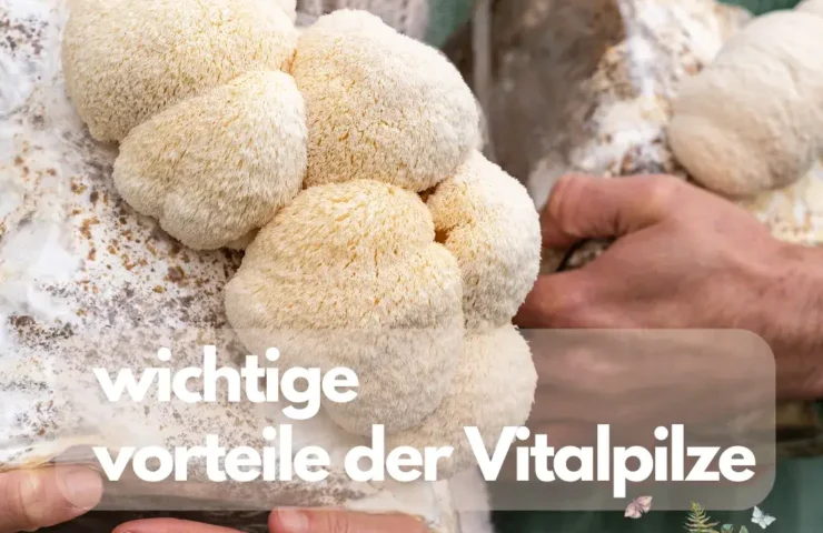/wichtige-vorteile-vitalpilze