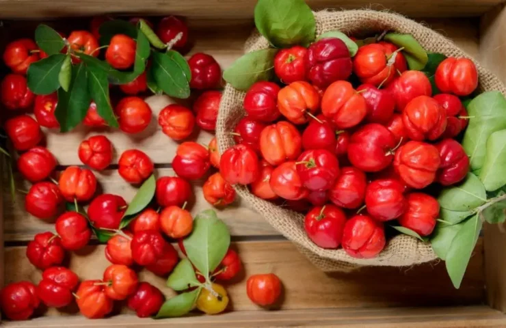 Acerola Kirsche: Das Vitamin C-Wunder aus Übersee