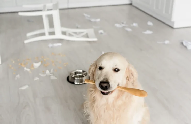flohsamenschalen hund dosierung teelöffel