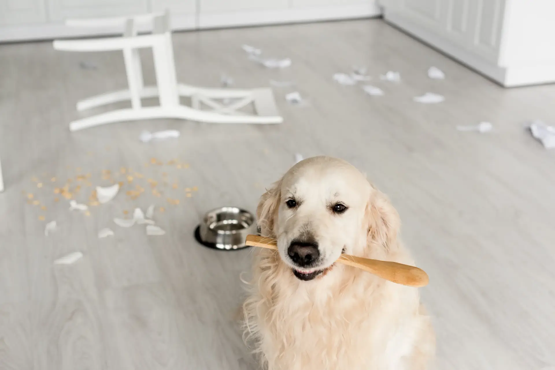 flohsamenschalen hund dosierung teelöffel