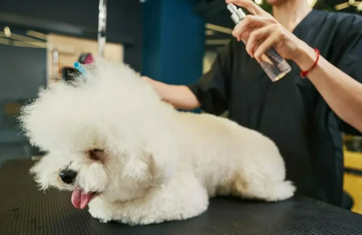 Silberspray für Hunde