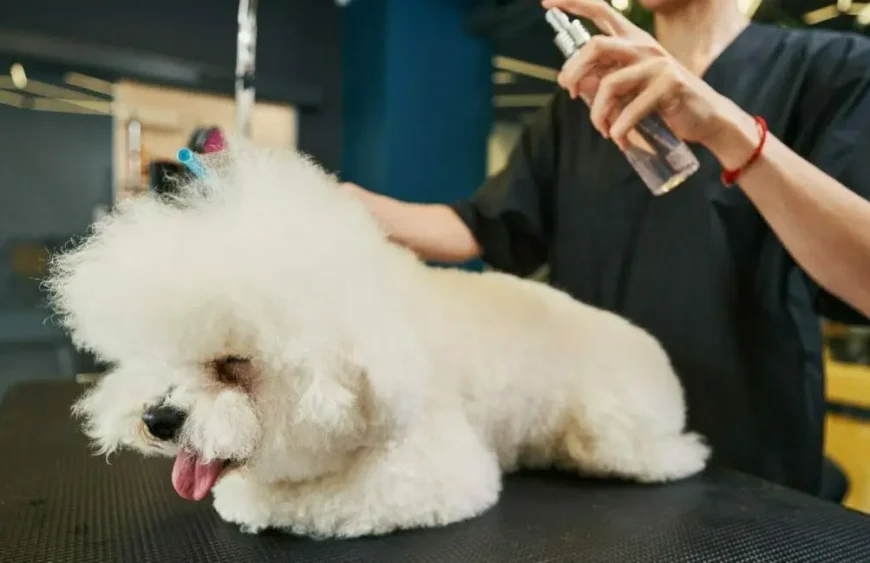Silberspray für Hunde