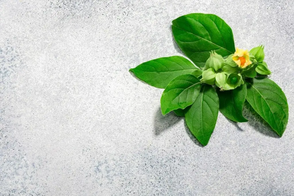 ashwagandha