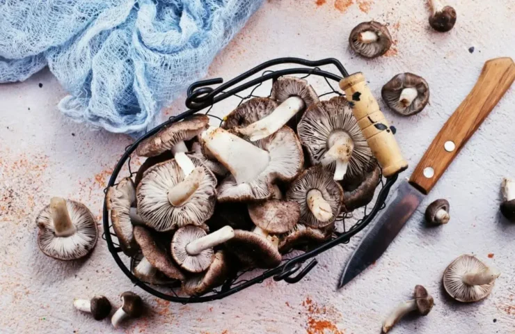 Shiitake-Pilze zu Hause anbauen