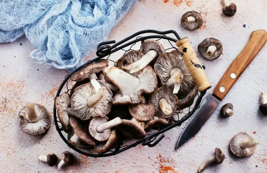 Shiitake-Pilze zu Hause anbauen