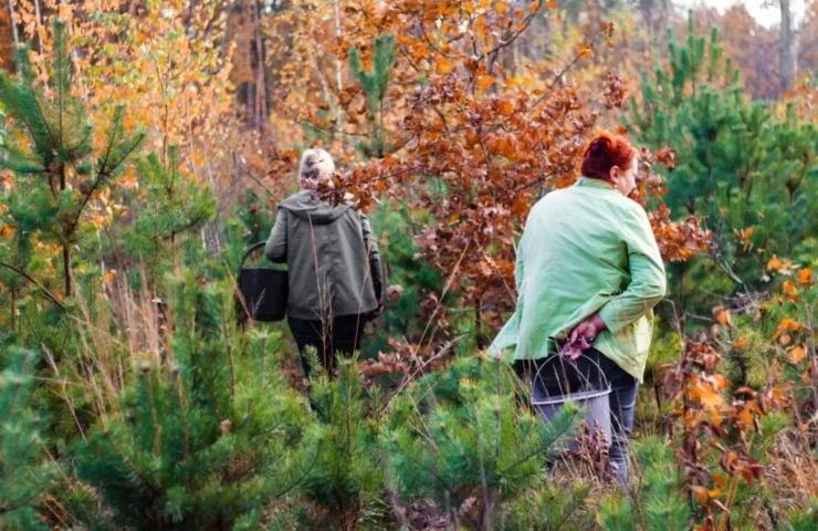 Schmetterlingstramete: Ein Wunder der Natur und ihre vielfältigen Anwendungsmöglichkeiten