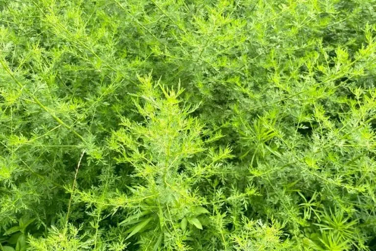 Artemisia annua