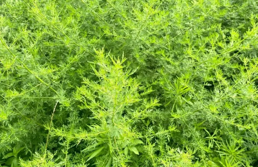 Artemisia annua