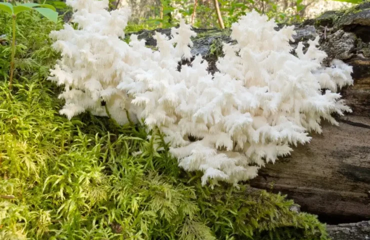 hericium erfahrungsberichte