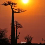 Natur Total Baobab Kapseln - vollgepackt mit Nährstoffen