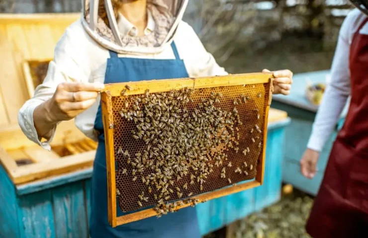 Propolis