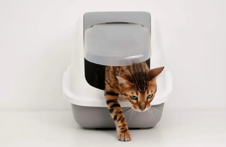 Zeolith – am besten geeignet als Katzenstreu