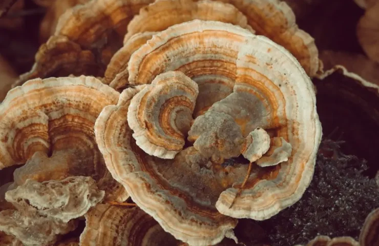 coriolus wirkung