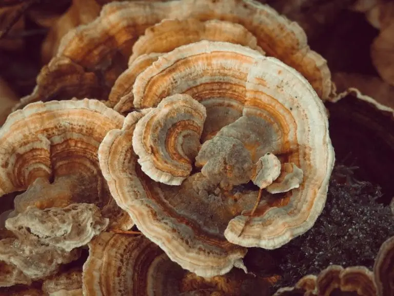 coriolus wirkung