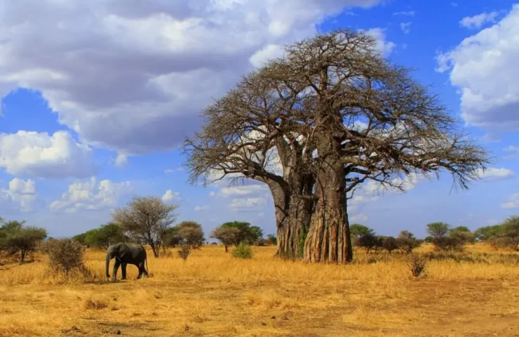 Baobab