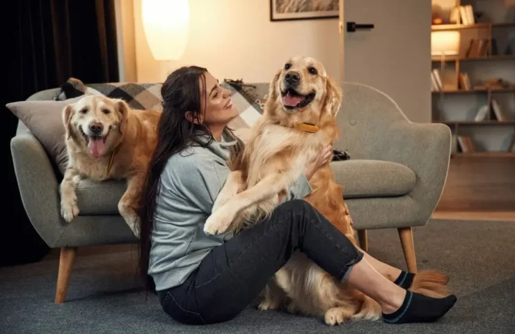 cdl für hunde dosierung