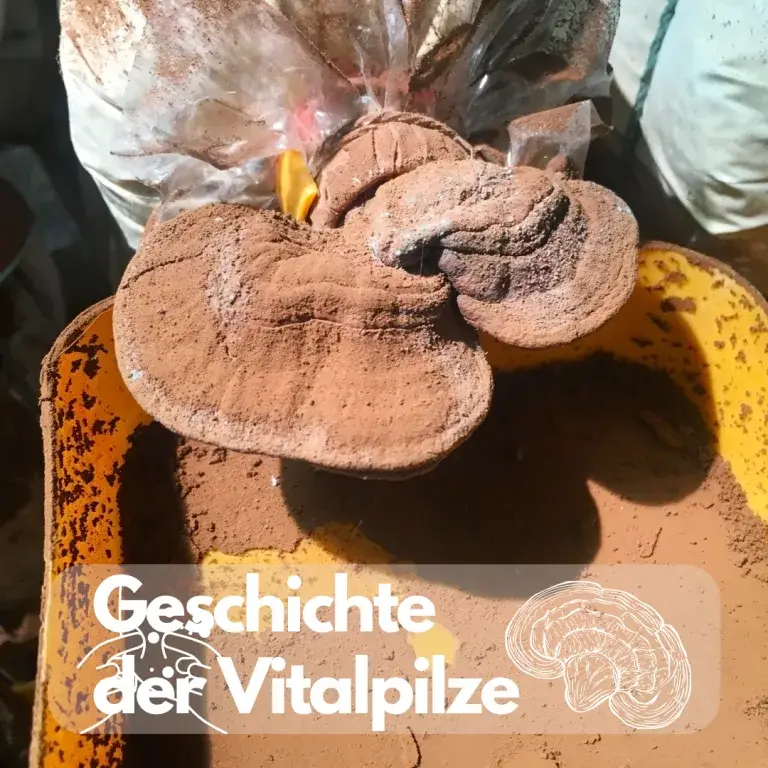 Geschichte der Vitalpilze: Traditionelle Heilmethoden und kulturelle Bedeutung
