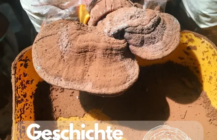 Geschichte der Vitalpilze: Traditionelle Heilmethoden und kulturelle Bedeutung
