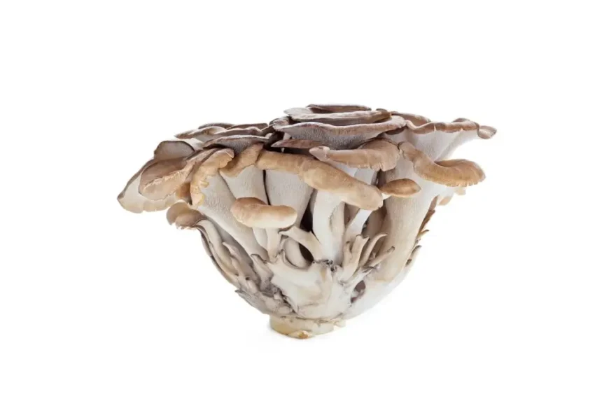 Maitake Pilz