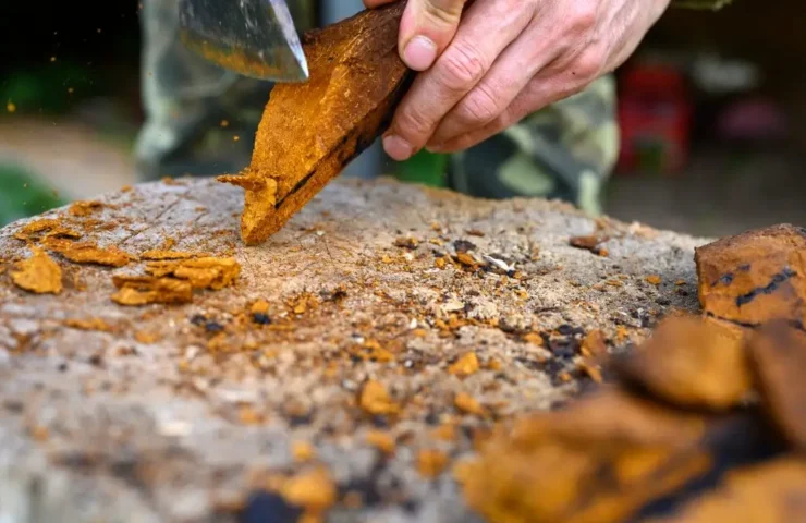 Vitalpilz, Inonotus obliquus, Birkenpilz, Chaga Tee, Chaga Extrakt, Chaga Tinktur, Chaga Vorteile, Chaga Nebenwirkungen, Chaga Dosierung, Chaga Anwendung, Wilder Chaga, Chaga Ernte, Chaga Medizin, Chaga Gesundheit, Chaga Heilwirkung, Chaga Studien, Chaga Wirkstoffe, Chaga Verarbeitung, Chaga Kapseln, Chaga Rezept