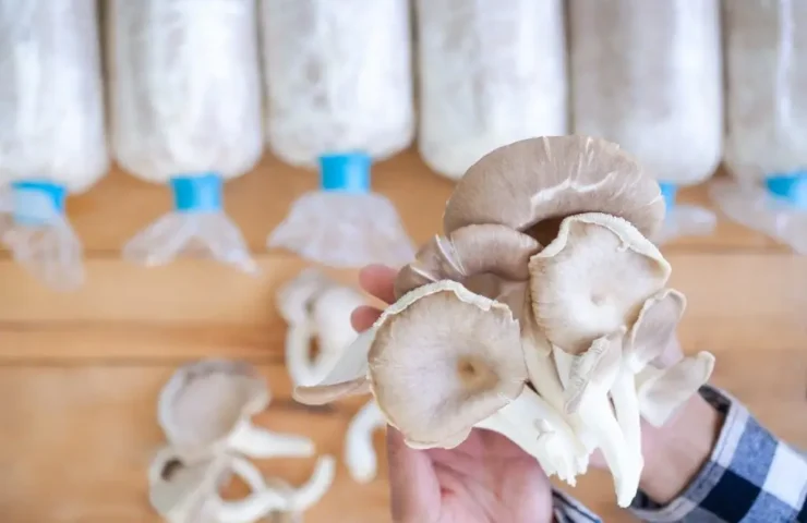 Erfahren Sie, wie der Pleurotus ostreatus Pilz Ihre Vitalität steigern kann