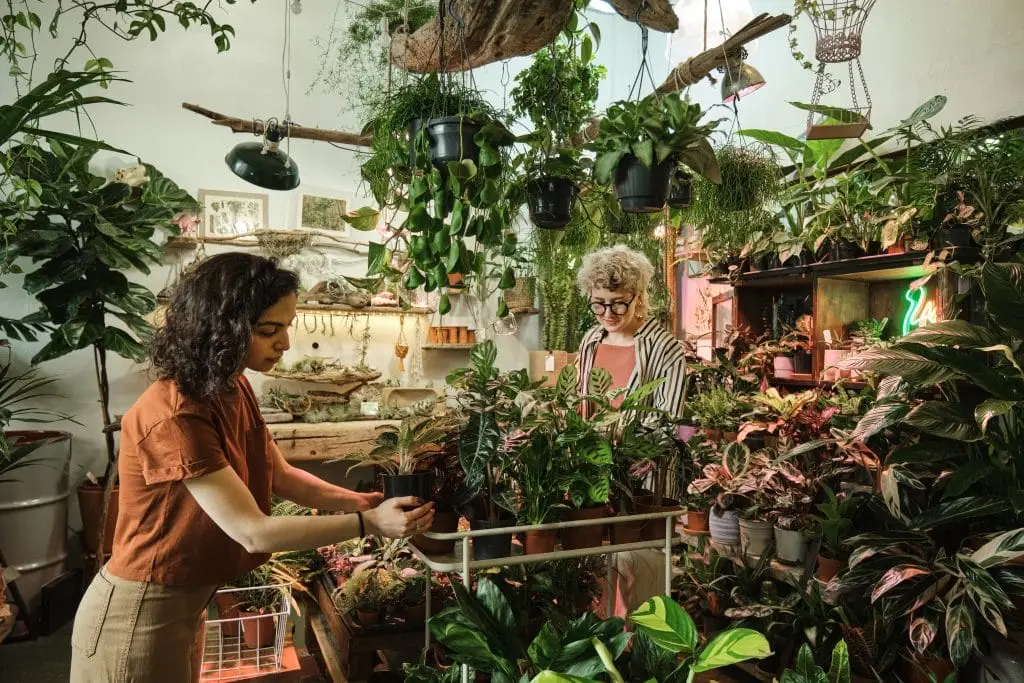 Astragalus membranaceus