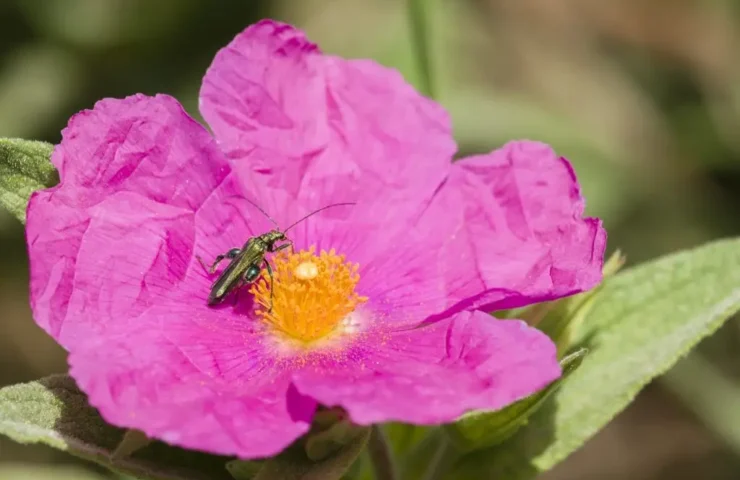 Cistus Incanus: Die verborgene Wunderpflanze für dein Wohlbefinden