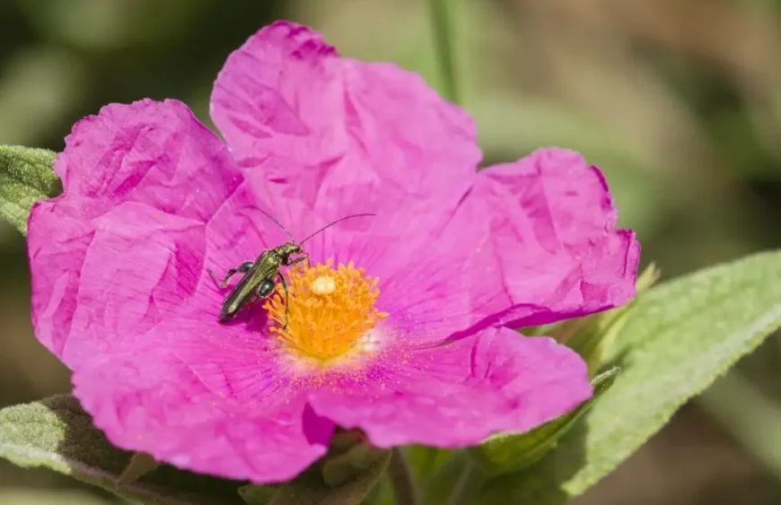 Cistus Incanus: Die verborgene Wunderpflanze für dein Wohlbefinden