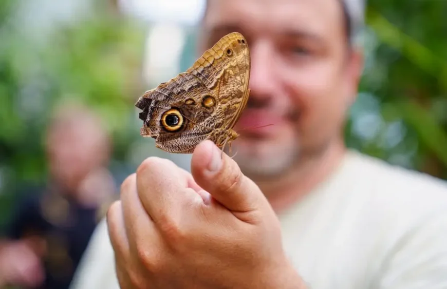 Schmetterling Gramete