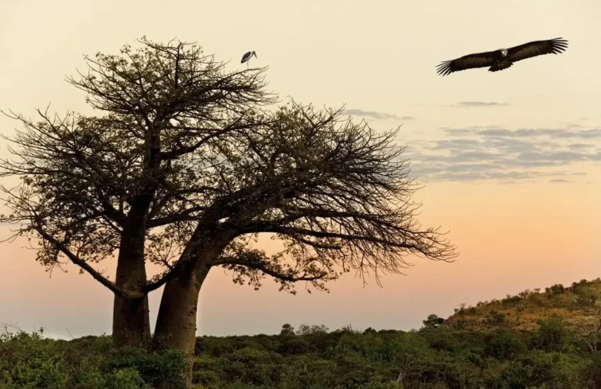 Baobab Baum
