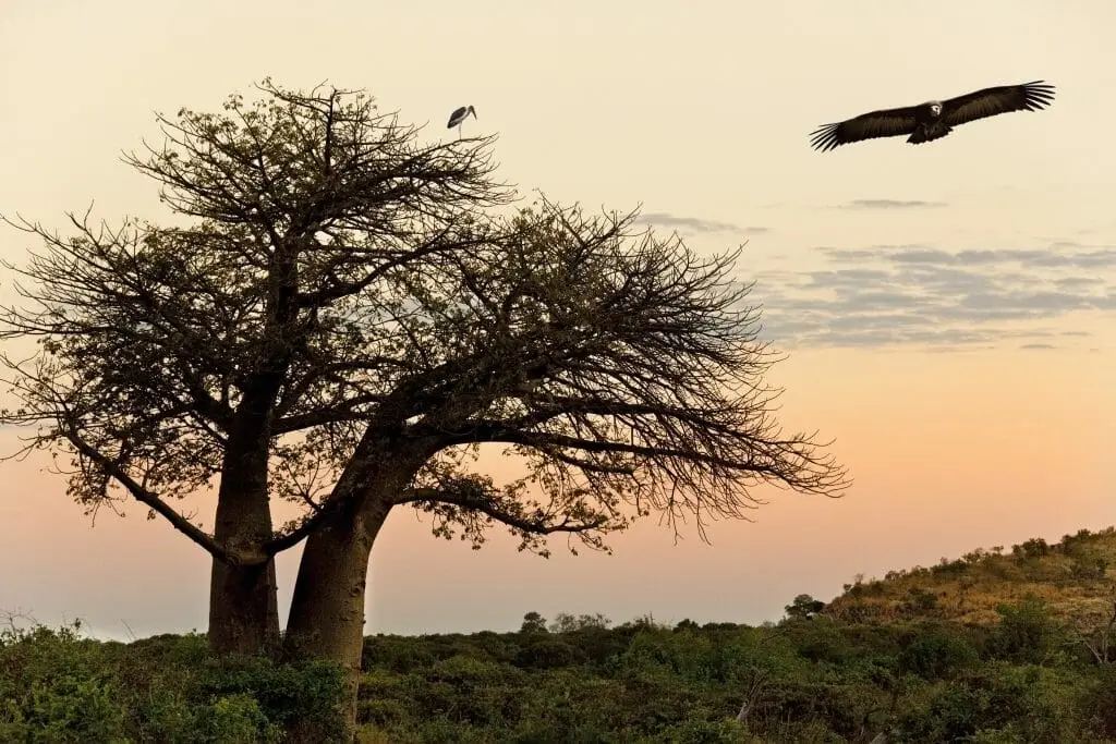 Baobab Baum