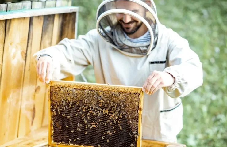 Propolis