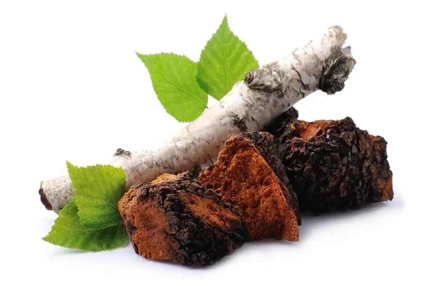 Chaga auf Russisch Tschaga
