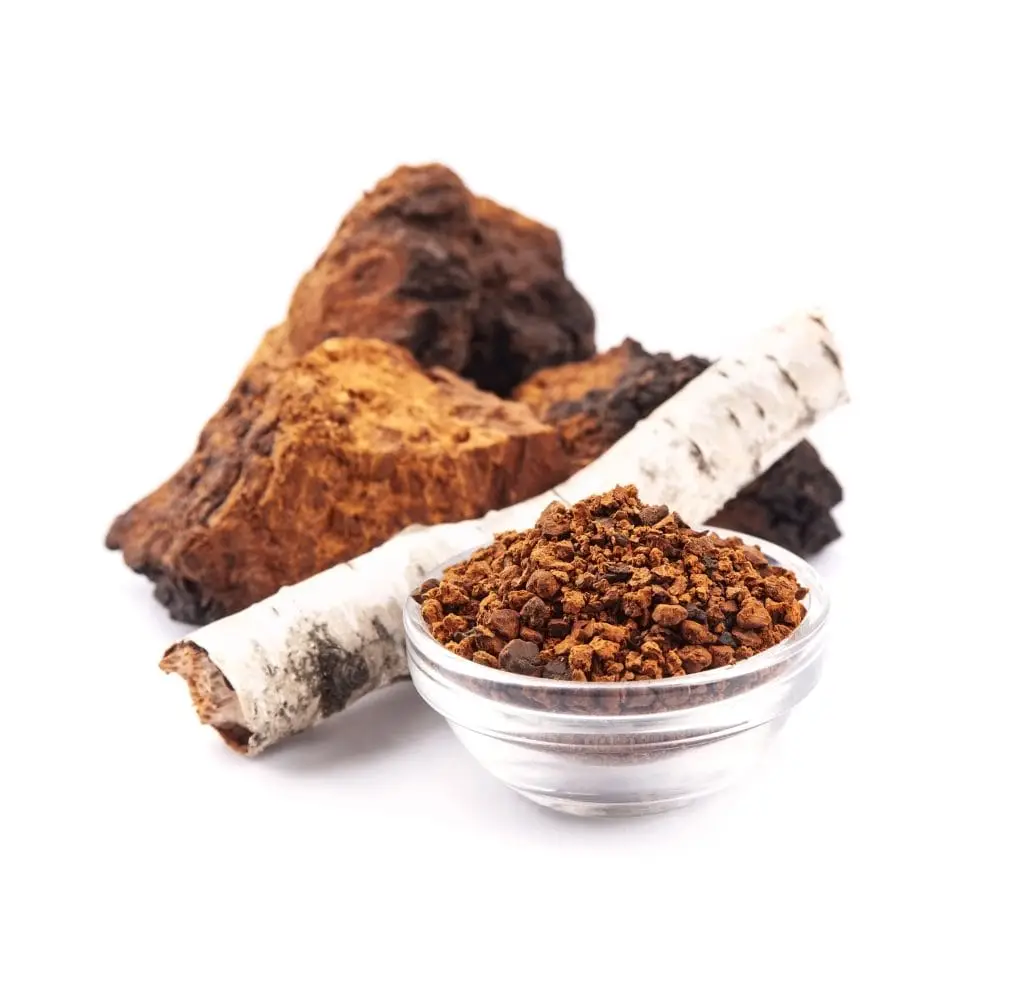Der Chaga Pilz