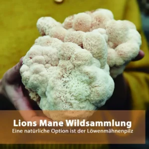 Lions Mane Tinktur