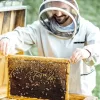 Propolis Tabletten