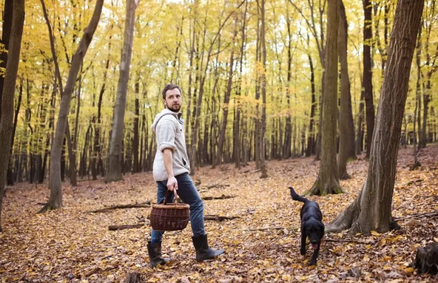 welche vitalpilze für hunde?