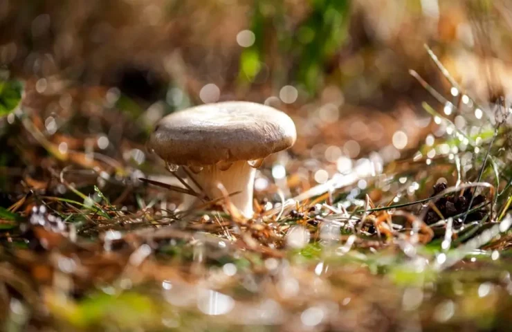 genus agaricus
