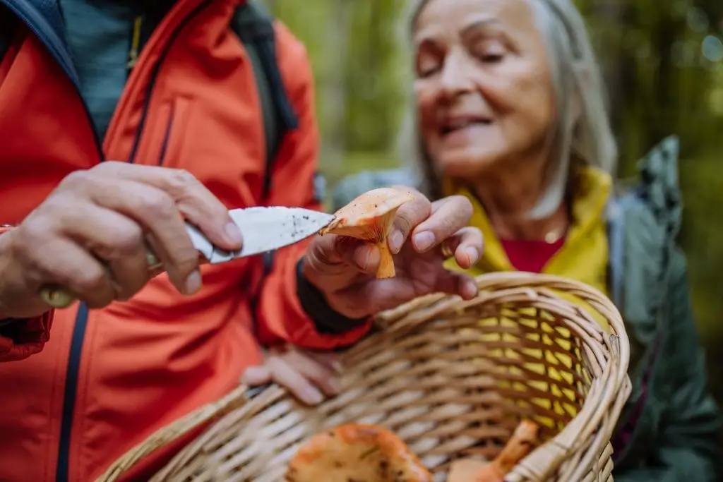 Le monde fascinant des champignons médicinaux adaptogènes ...