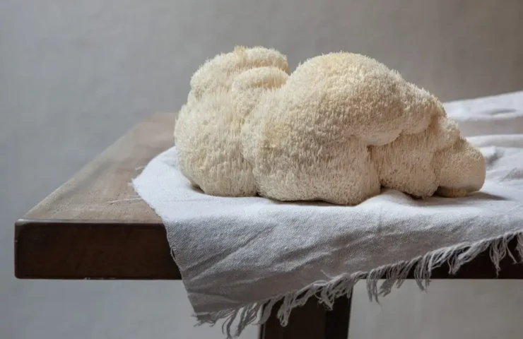 Löwenmähnen-Pilz