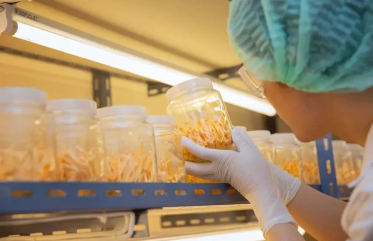 Cordyceps