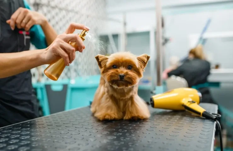 silberspray hund