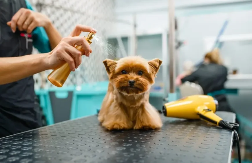 silberspray hund