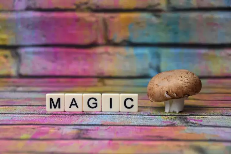 magics mushroom kaufen