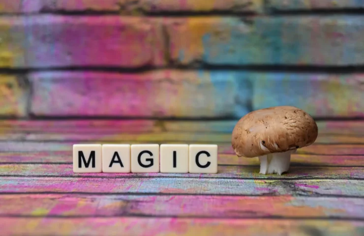 magics mushroom kaufen