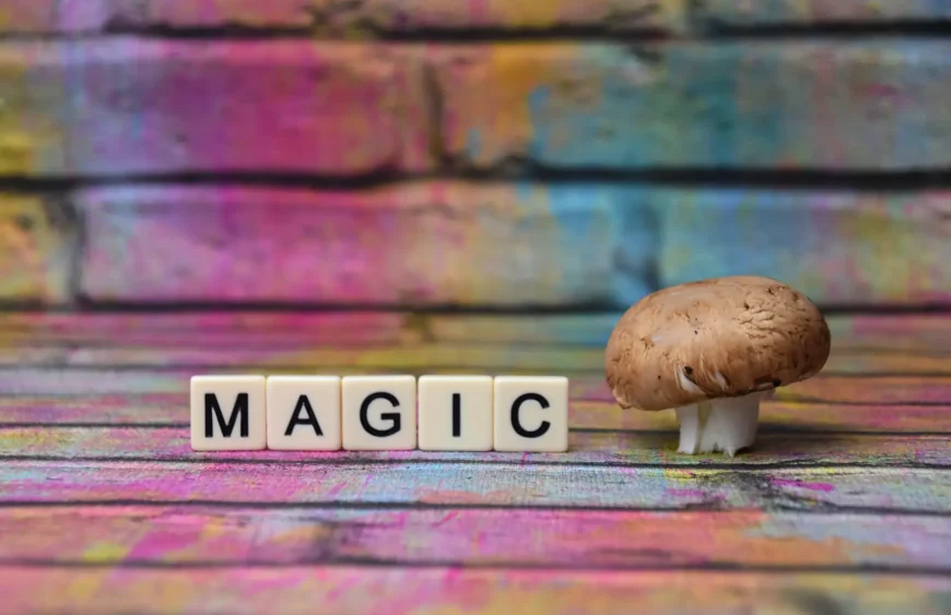 magics mushroom kaufen