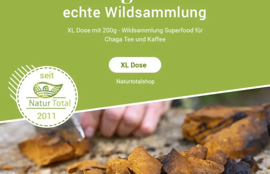 chaga pilz brocken