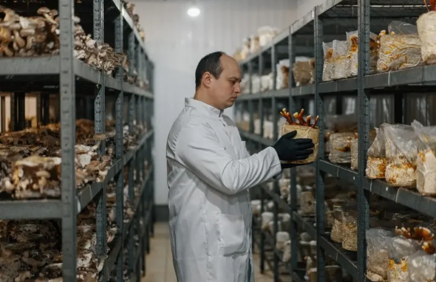 ganoderma lucidum